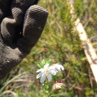 Bauera rubioides (Wiry Bauera) at Jervis Bay, JBT - 11 Oct 2018 by MeenaS