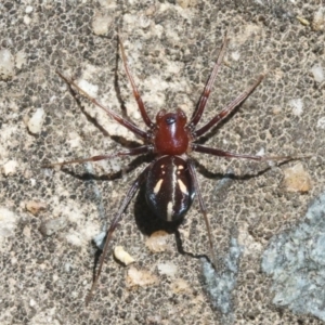 Habronestes bradleyi at Acton, ACT - 28 Oct 2018 12:00 AM