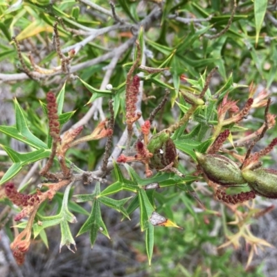 Grevillea ramosissima subsp. ramosissima (Fan Grevillea) at Mount Jerrabomberra QP - 13 Dec 2018 by RWPurdie