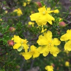 Hibbertia ericifolia subsp. ericifolia (A Guinea Flower) at Mount Jerrabomberra QP - 13 Dec 2018 by RWPurdie