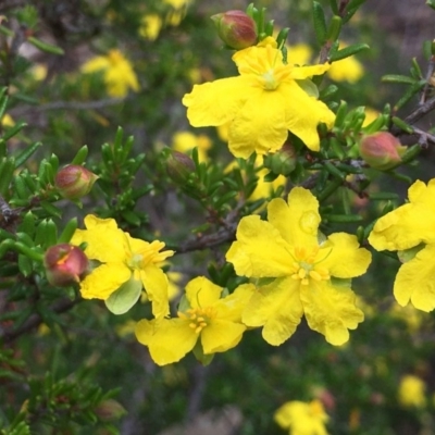 Hibbertia ericifolia subsp. ericifolia (A Guinea Flower) at Jerrabomberra, NSW - 12 Dec 2018 by RWPurdie