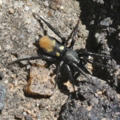 Eilica sp. (genus) (An Ant spider or Spotted ground spider) at Acton, ACT - 27 Oct 2018 by silversea_starsong