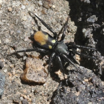 Eilica sp. (genus) (An Ant spider or Spotted ground spider) at ANBG - 27 Oct 2018 by silversea_starsong