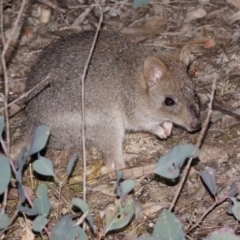 Bettongia gaimardi (Eastern Bettong, Tasmanian Bettong) at Amaroo, ACT - 28 Oct 2018 by silverseastarsong