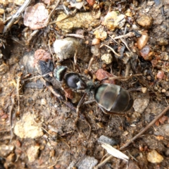 Camponotus sp. (genus) - 1 Jan 1900 by Wandiyali