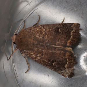 Proteuxoa hypochalchis at O'Connor, ACT - 10 Dec 2018 09:50 AM