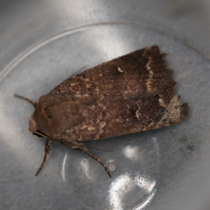 Proteuxoa hypochalchis at O'Connor, ACT - 10 Dec 2018 09:50 AM