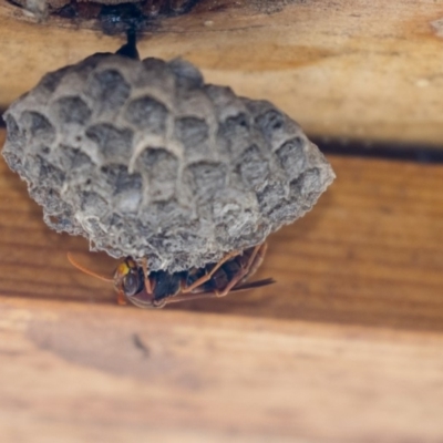 Polistes (Polistella) humilis (Common Paper Wasp) at Acton, ACT - 11 Dec 2018 by AlisonMilton