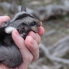 Petaurus notatus (Krefft’s Glider, Sugar Glider) at Red Hill Nature Reserve - 9 Dec 2018 by roymcd