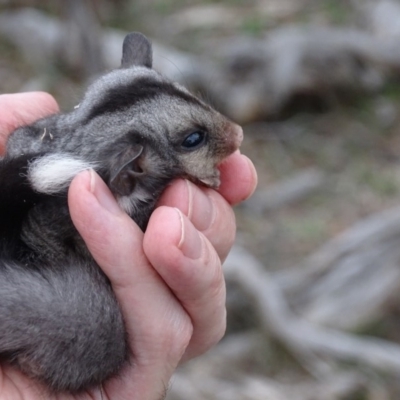 Petaurus notatus (Krefft’s Glider, formerly Sugar Glider) at Red Hill, ACT - 9 Dec 2018 by roymcd