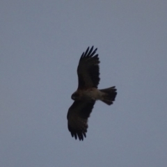 Hieraaetus morphnoides (Little Eagle) at Garran, ACT - 12 Dec 2018 by roymcd