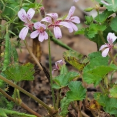 Pelargonium australe at Uriarra, ACT - 12 Dec 2018 08:43 AM