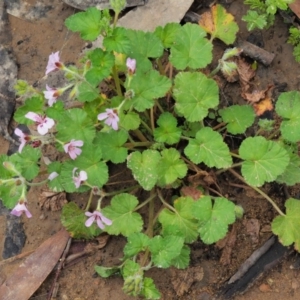 Pelargonium australe at Uriarra, ACT - 12 Dec 2018 08:43 AM