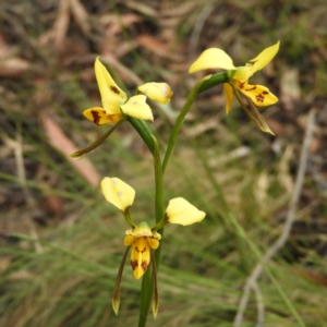 Diuris sulphurea at Cotter River, ACT - suppressed