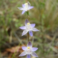 Thelymitra sp. (A Sun Orchid) at Cotter River, ACT - 9 Dec 2018 by MatthewFrawley