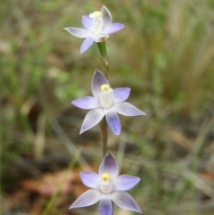 Thelymitra (Genus) (Sun Orchid) at Cotter River, ACT - 9 Dec 2018 by MatthewFrawley