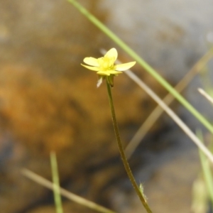 Ranunculus scapiger at Cotter River, ACT - 9 Dec 2018