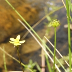 Ranunculus scapiger at Cotter River, ACT - 9 Dec 2018