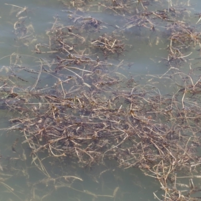 Potamogeton crispus (Curly Pondweed) at Michelago, NSW - 3 Dec 2018 by Illilanga