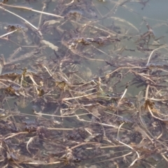 Potamogeton crispus at Illilanga & Baroona - 3 Dec 2018