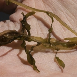 Potamogeton crispus at Illilanga & Baroona - 3 Dec 2018