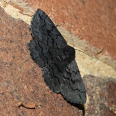 Melanodes anthracitaria (Black Geometrid) at Kambah, ACT - 9 Dec 2018 by MatthewFrawley