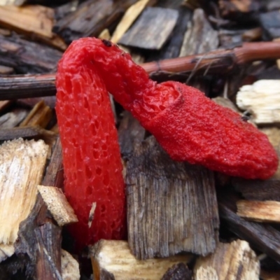 Phallus rubicundus (Phallus rubicundus) at Narrabundah, ACT - 14 Dec 2018 by Juliee