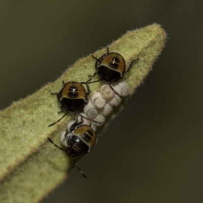 Pentatomidae (family) (Shield or Stink bug) at Acton, ACT - 10 Dec 2018 by AlisonMilton