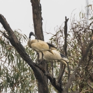 Threskiornis molucca at Paddys River, ACT - 14 Dec 2018 10:21 AM