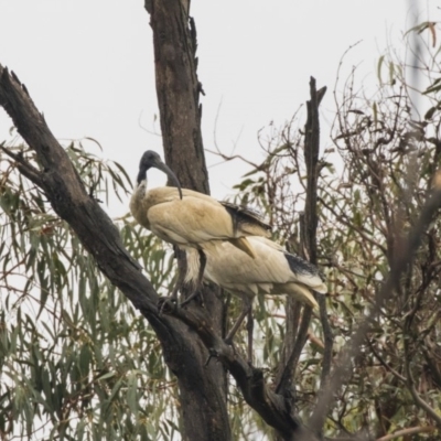 Threskiornis molucca (Australian White Ibis) at Paddys River, ACT - 13 Dec 2018 by Alison Milton
