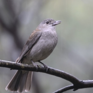 Colluricincla harmonica at Paddys River, ACT - 14 Dec 2018