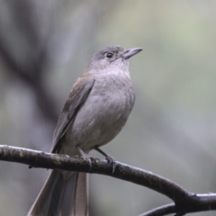 Colluricincla harmonica at Paddys River, ACT - 14 Dec 2018