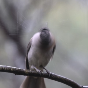 Colluricincla harmonica at Paddys River, ACT - 14 Dec 2018