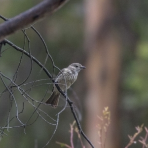 Pachycephala rufiventris at Paddys River, ACT - 14 Dec 2018