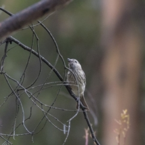 Pachycephala rufiventris at Paddys River, ACT - 14 Dec 2018