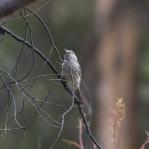 Pachycephala rufiventris at Paddys River, ACT - 14 Dec 2018