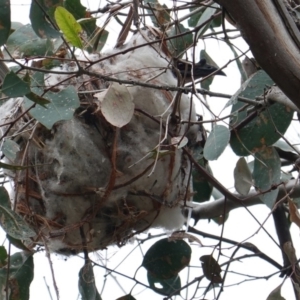 Philemon corniculatus at Deakin, ACT - 13 Dec 2018