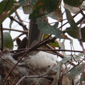 Philemon corniculatus at Deakin, ACT - 13 Dec 2018