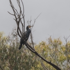 Phalacrocorax carbo (Great Cormorant) at Paddys River, ACT - 14 Dec 2018 by AlisonMilton