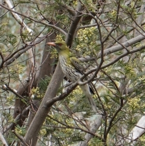 Oriolus sagittatus at Hughes, ACT - 13 Dec 2018 04:16 PM