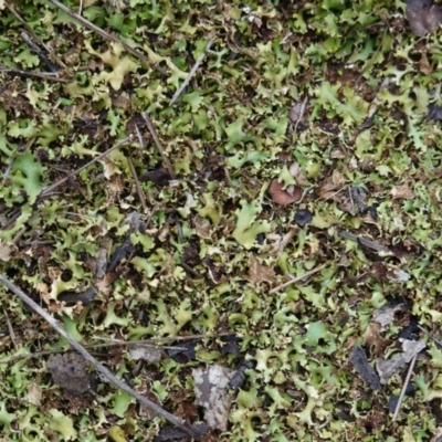 Heterodea sp. (A lichen) at Hughes, ACT - 13 Dec 2018 by JackyF