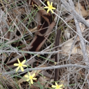 Tricoryne elatior at Deakin, ACT - 13 Dec 2018