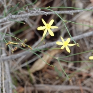 Tricoryne elatior at Deakin, ACT - 13 Dec 2018