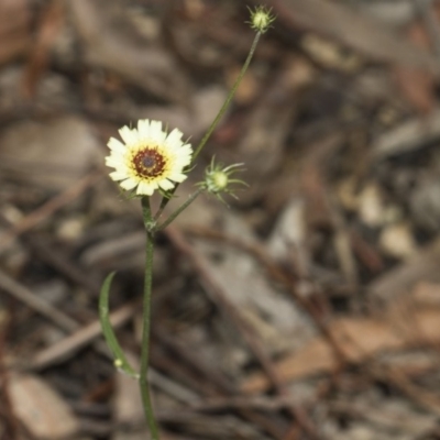 Tolpis barbata (Yellow Hawkweed) at ANBG - 10 Dec 2018 by AlisonMilton