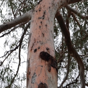 Eucalyptus mannifera at Red Hill to Yarralumla Creek - 14 Dec 2018 05:48 PM