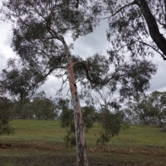 Eucalyptus mannifera at Red Hill to Yarralumla Creek - 14 Dec 2018 05:48 PM