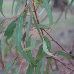 Eucalyptus mannifera at Red Hill to Yarralumla Creek - 14 Dec 2018 05:48 PM