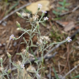 Vittadinia gracilis at Deakin, ACT - 13 Dec 2018