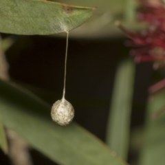 Tamopsis sp. (genus) (Two-tailed spider) at Hackett, ACT - 10 Dec 2018 by AlisonMilton