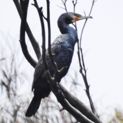 Phalacrocorax carbo (Great Cormorant) at Paddys River, ACT - 14 Dec 2018 by JohnBundock